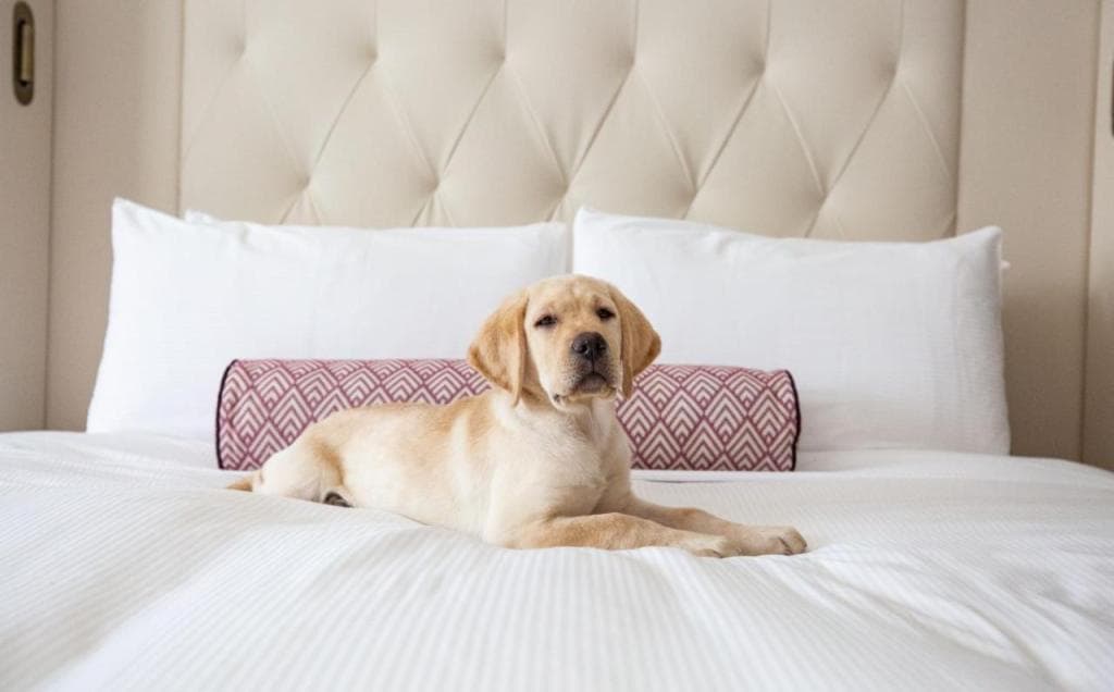 Fairmont Washington DC Gold Experience