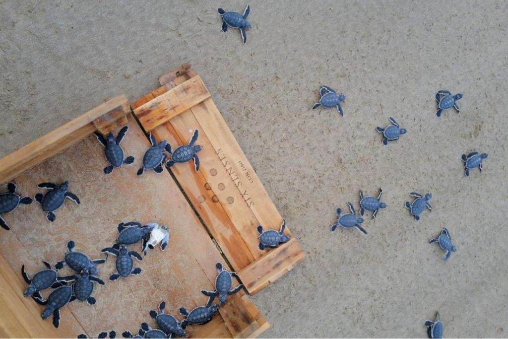 Six Senses Con Dao - Turtle Island Paradise