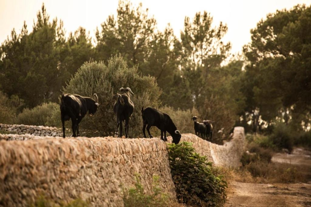 Menorca Experimental