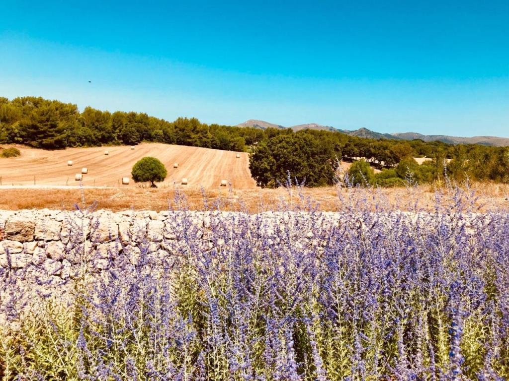 Finca Sestelrica