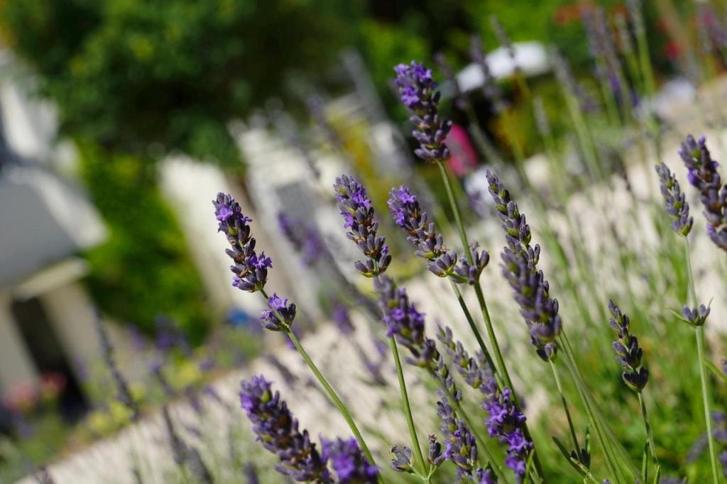 Logis Hotel Le Blason de Provence, Monteux